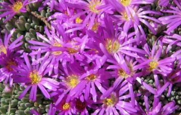 Delosperma spalmanthoides