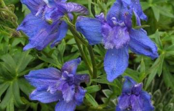 Delphinium alpinum