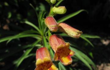 Digitalis obscura