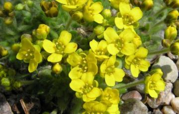 Draba polytricha