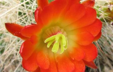 Echinocereus coccineus