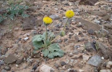 Enceliopsis nutans