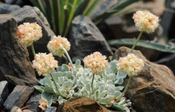 Eriogonum ovalifolium