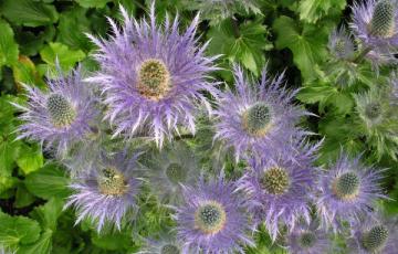 Eryngium alpinum