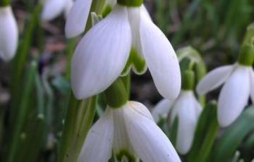 Galanthus nivalis