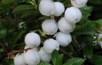 Gaultheria miquelliana