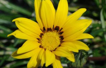 Gazania linearis