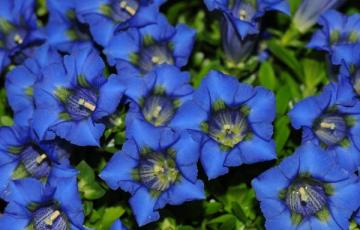 Gentiana acaulis