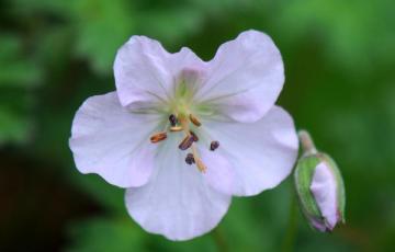 Geranium farreri