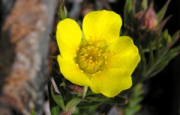 Geum rossii