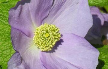 Glaucidium palmatum