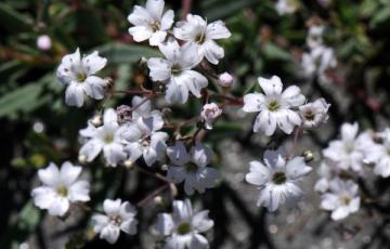 Gypsophila repens