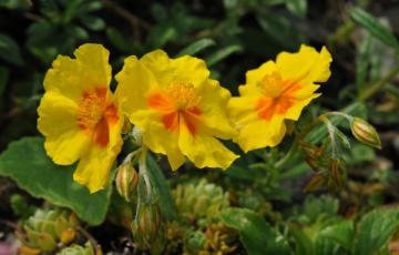 Helianthemum 'Ben Fhada'