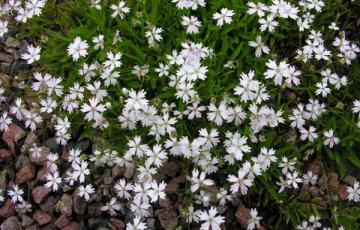 Heliosperma alpestre