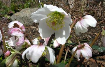 Helleborus niger