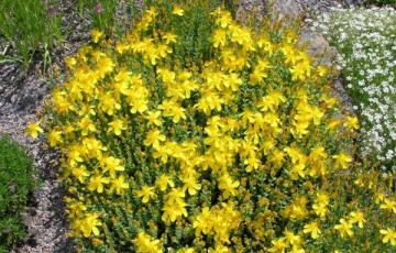 Hypericum olympicum