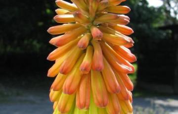 Kniphofia gagnepainii