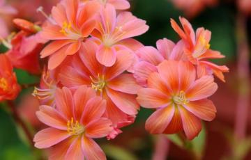 Lewisia cotyledon