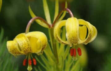 Lilium pyrenaicum