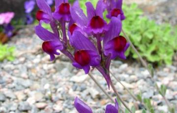 Linaria alpina