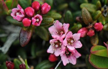 Loiseleuria procumbens