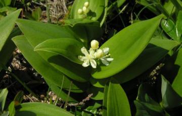 Maianthemum stellatum var. crassum