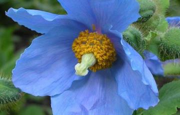 Meconopsis betonicifolia