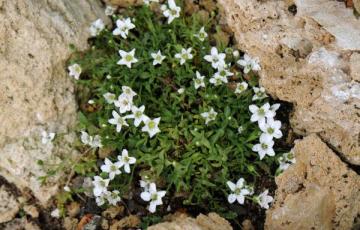 Minuartia erythrosepala