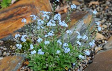 Myosotis decumbens