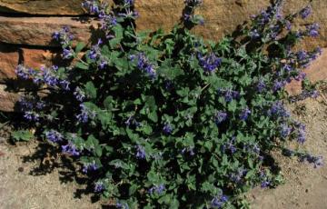 Nepeta mussinii