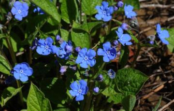 Omphalodes verna