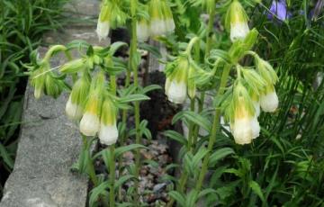 Onosma nanum