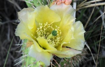 Opuntia fragilis