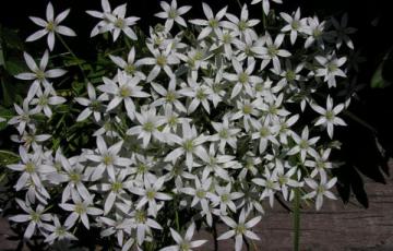 Ornithogalum umbellatum