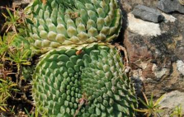 Orostachys spinosa