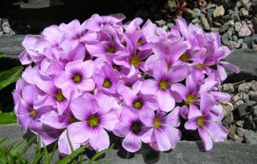 Oxalis 'Ione Hecker'