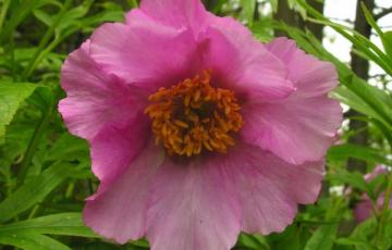 Paeonia veitchii