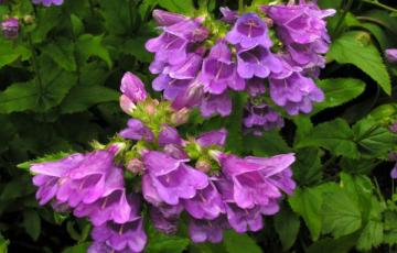 Penstemon serrulatus