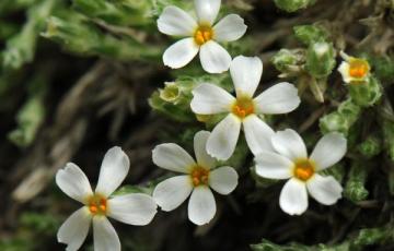 Phlox bryoides