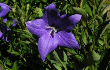 Platycodon grandiflorum