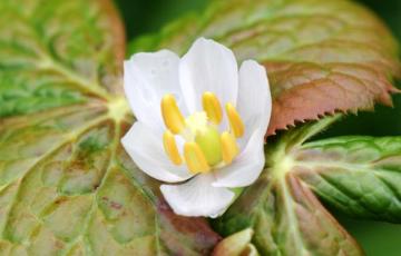 Podophyllum hexandrum