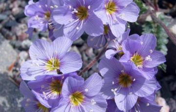 Polemonium pulcherrimum