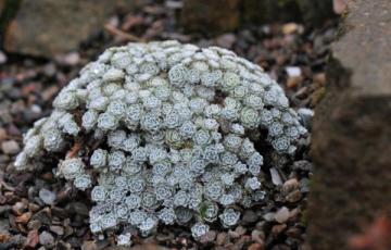 Raoulia loganii