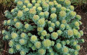 Rhodiola rosea