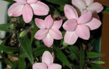 Rhodohypoxis baurii