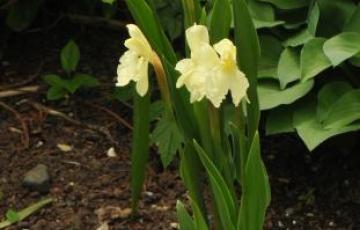 Roscoea cautleyoides