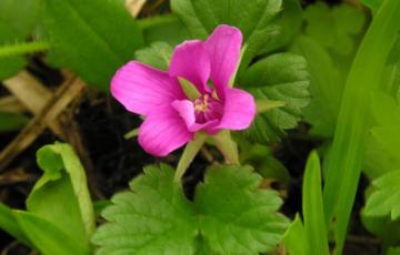 Rubus arcticus