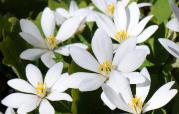 Sanguinaria canadensis