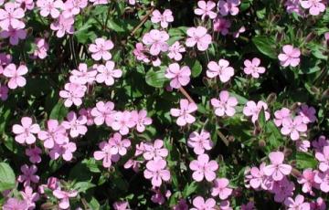 Saponaria ocymoides