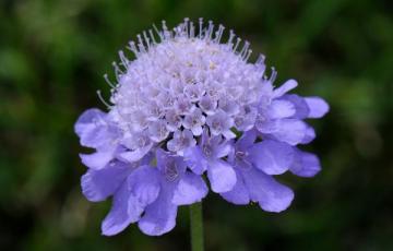 Scabiosa columbaria 'Nana'